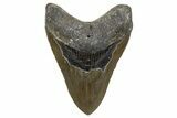 Serrated, Fossil Megalodon Tooth - North Carolina #345661-1